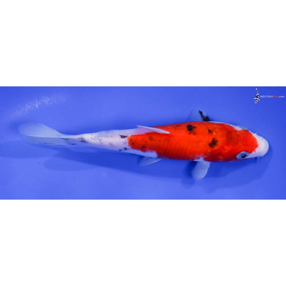 6” Imported Sanke