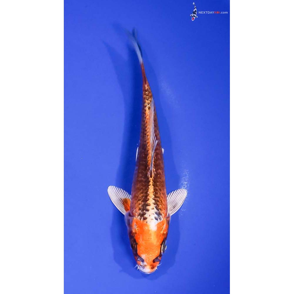 6.5” Imported Kujaku
