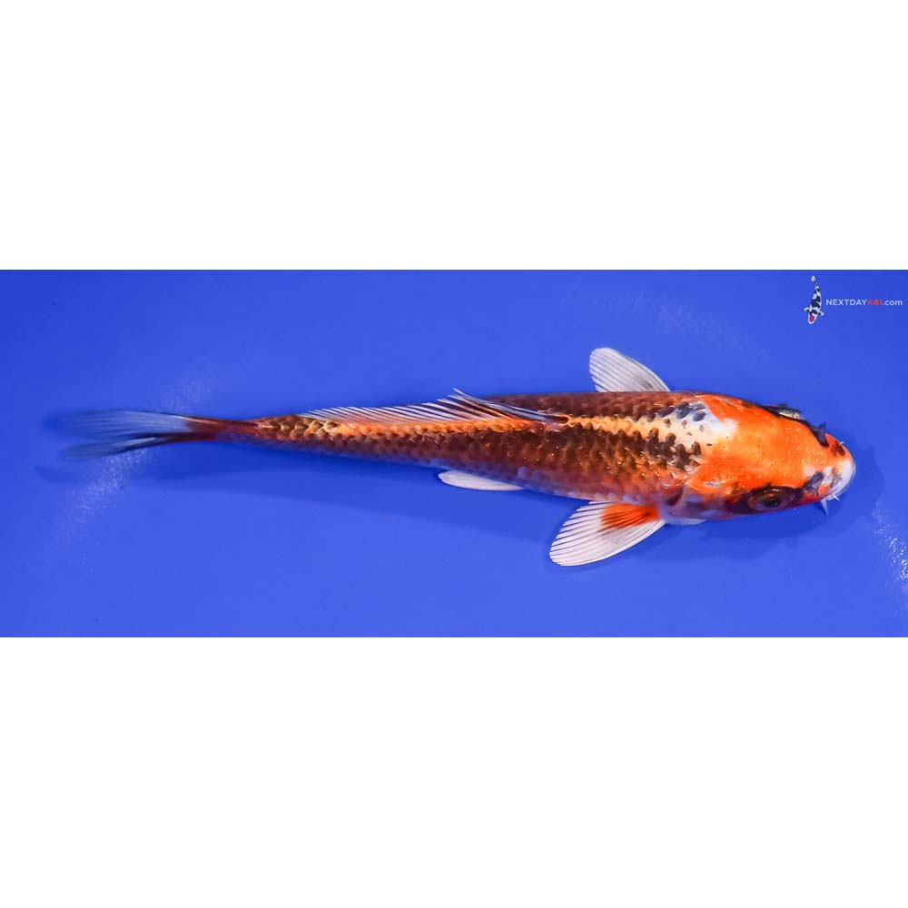 6.5” Imported Kujaku