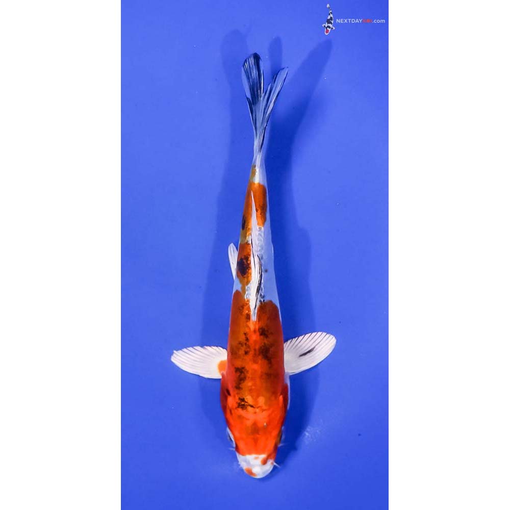 6.5” Imported Heisei Nishiki