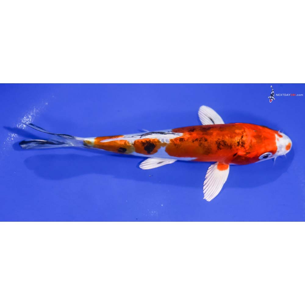 6.5” Imported Heisei Nishiki