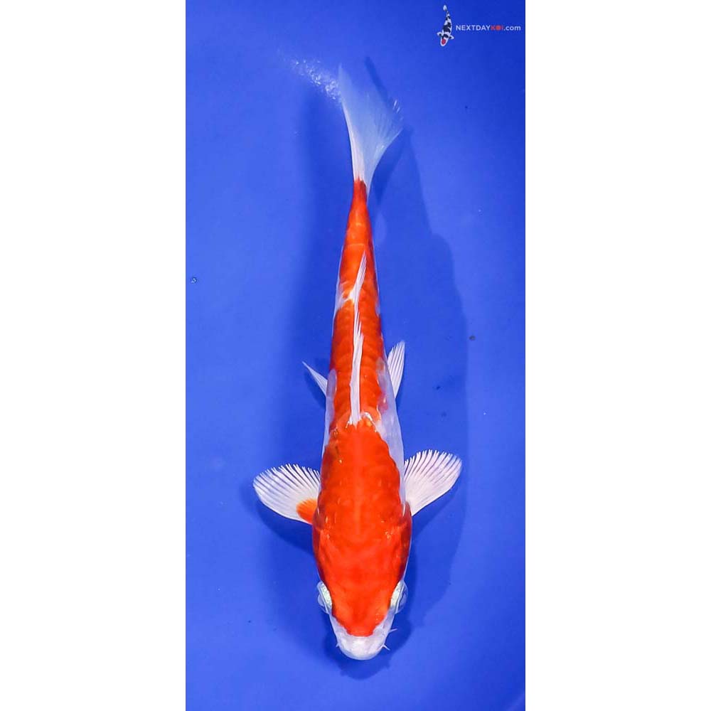 6.5” Imported Kikusui