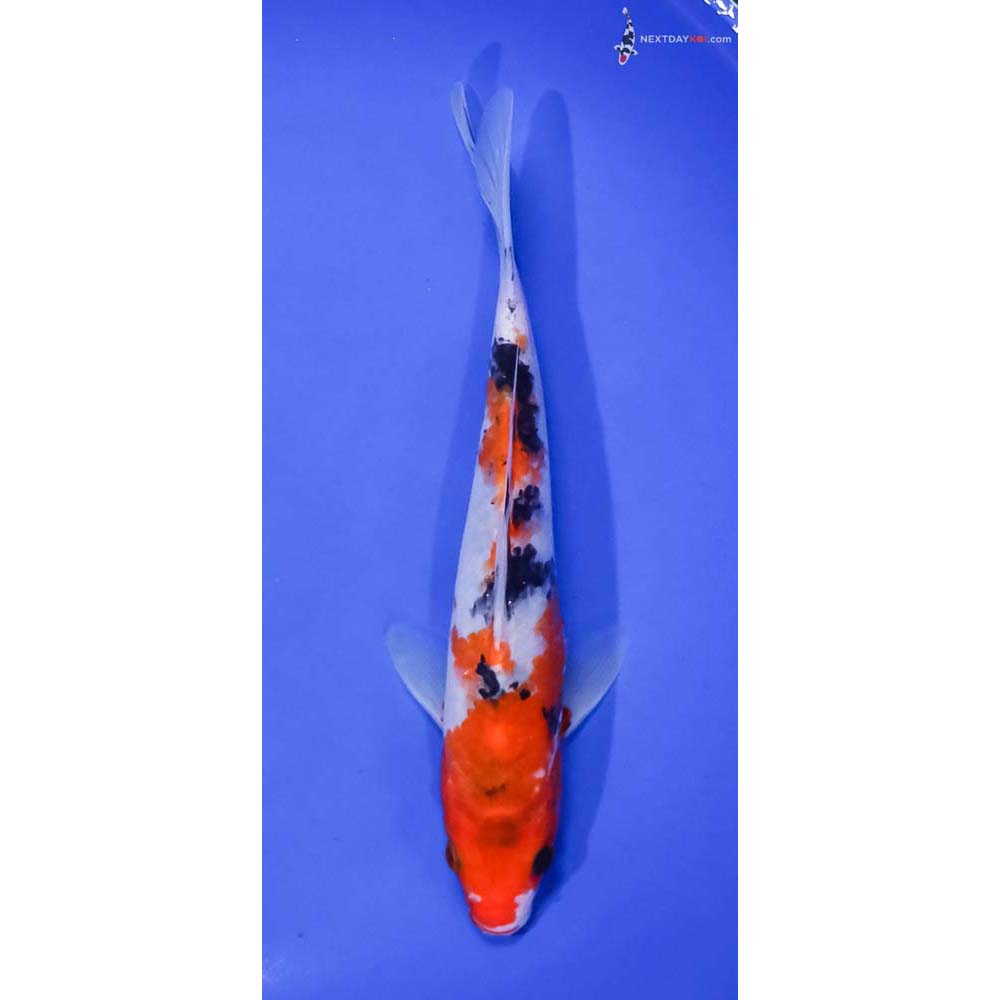 7” Imported Sanke
