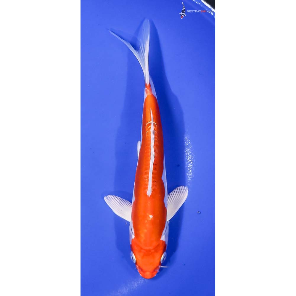 7” Imported Kikusui