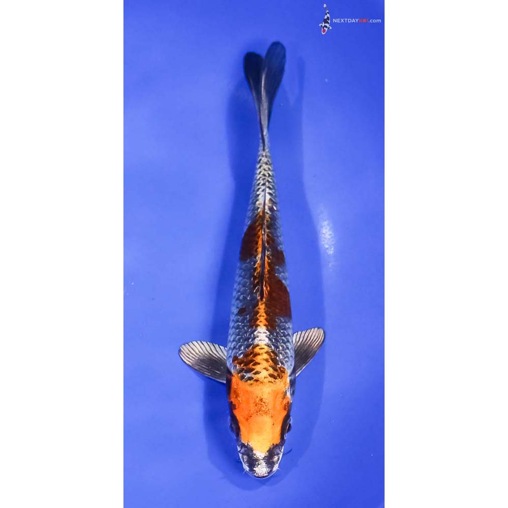 7” Imported Kujaku