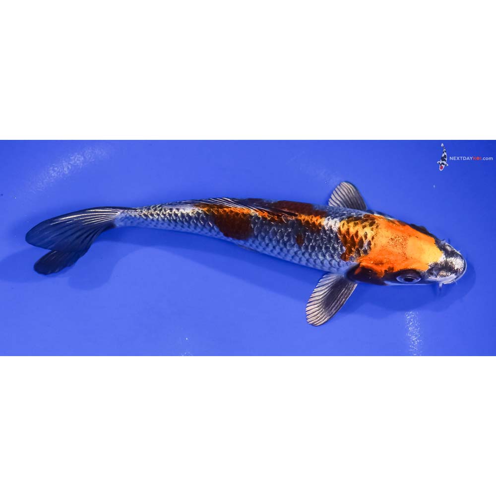 7” Imported Kujaku