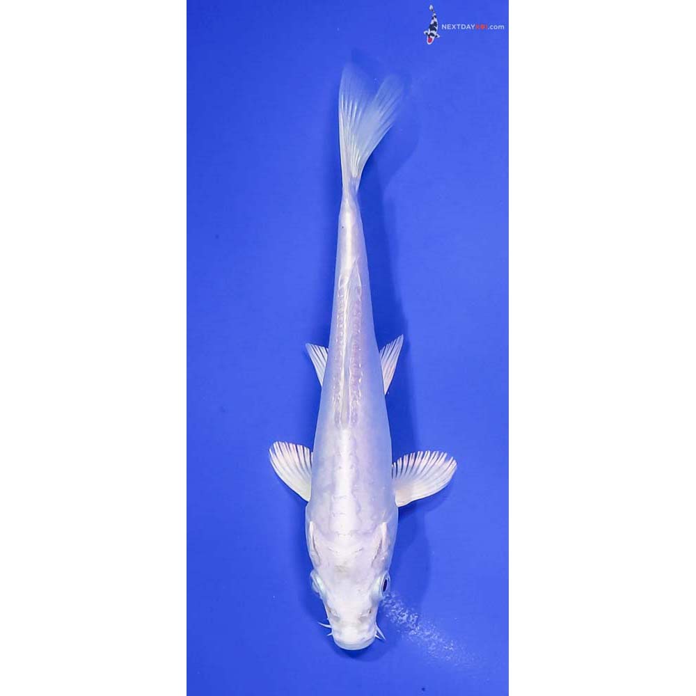 6” Imported Doitsu Platinum Ogon