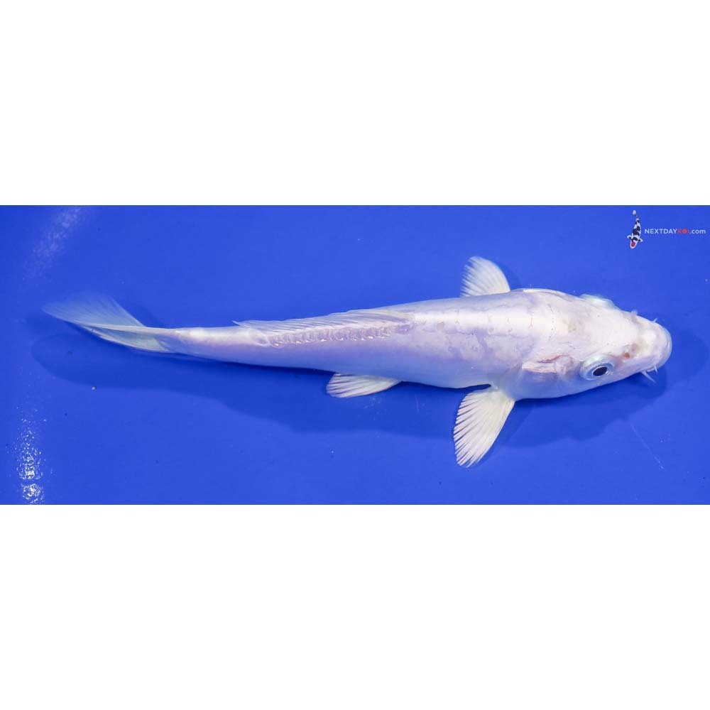 6” Imported Doitsu Platinum Ogon