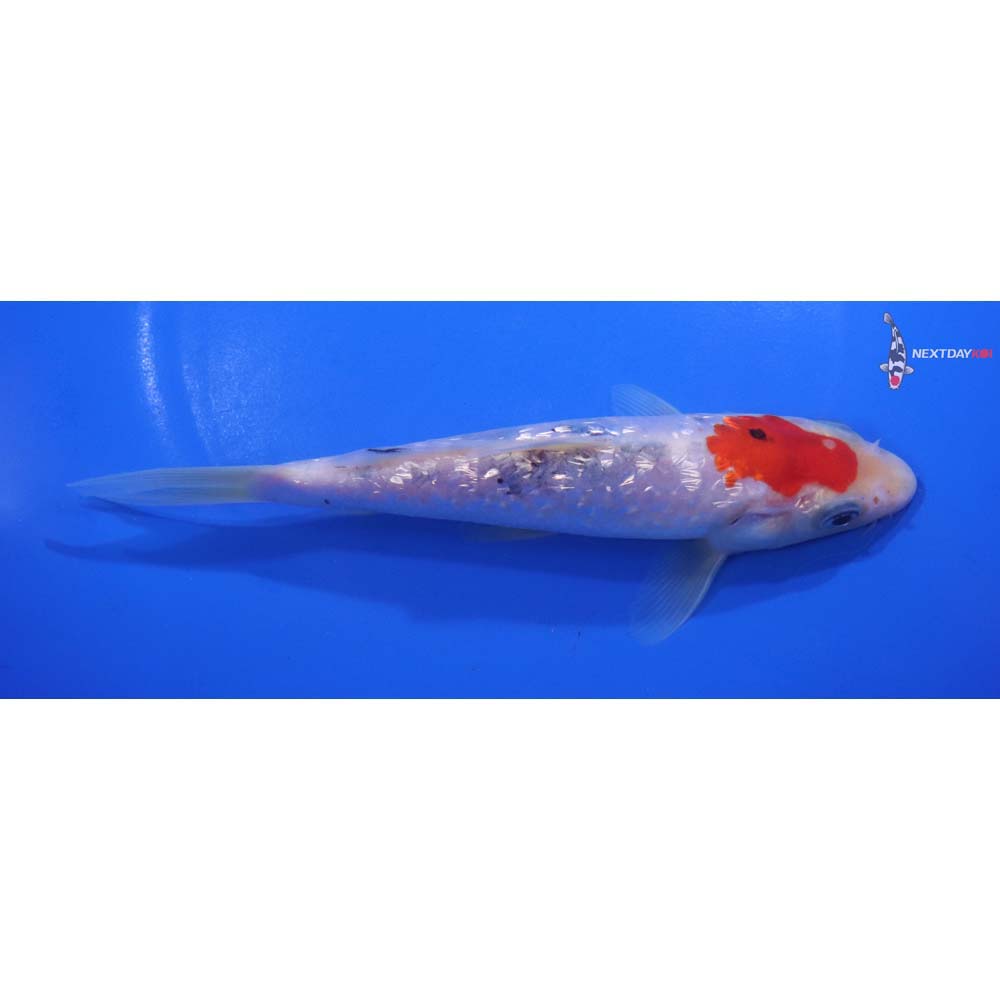 6.5” Imported Gin Rin Sanke