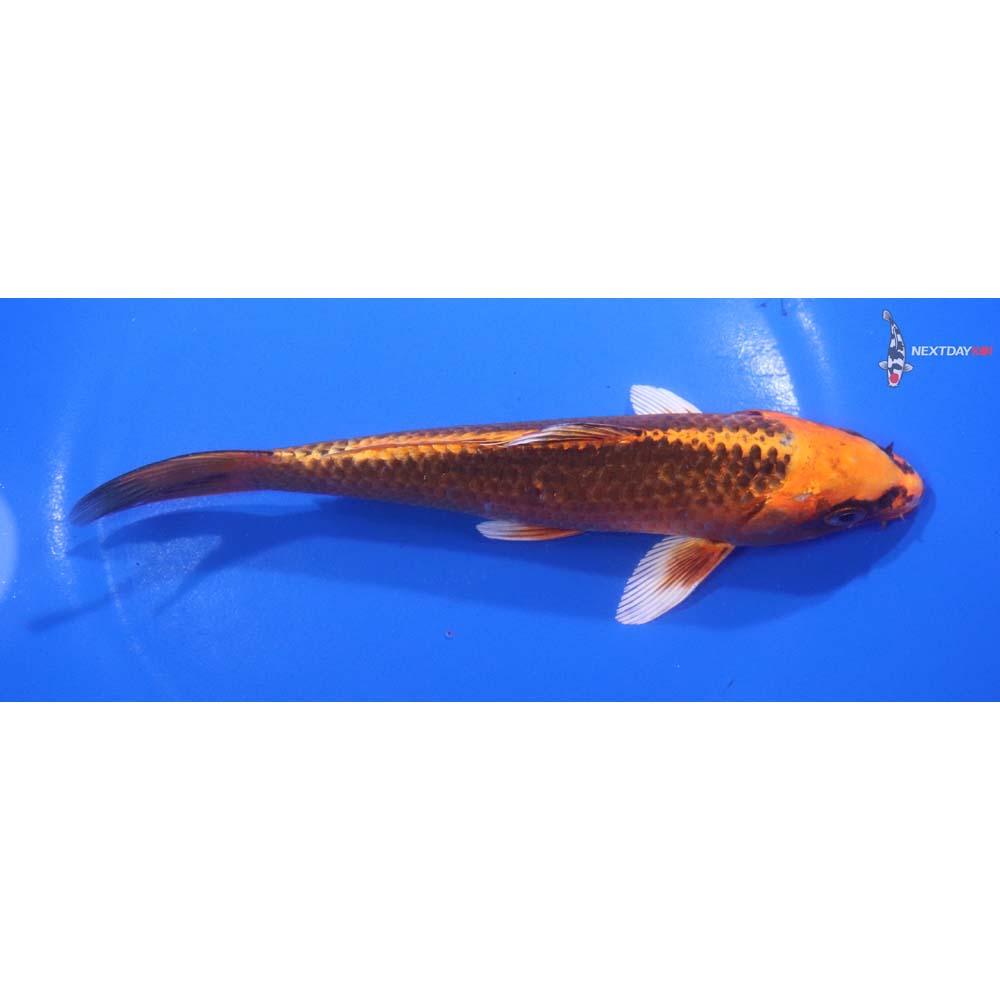 6.5” Imported Orenji Matsuba