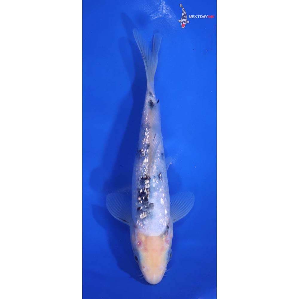 6.5” Imported Gin Rin Shiro Bekko