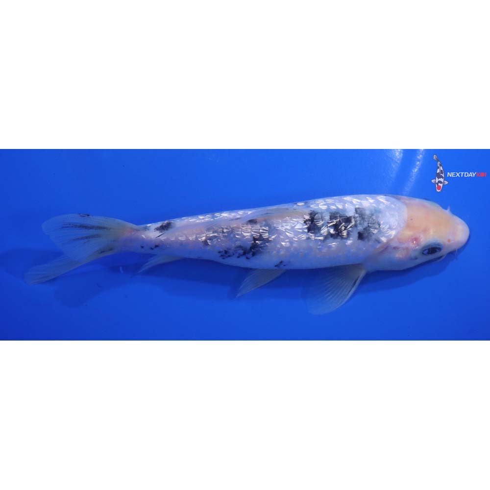 6.5” Imported Gin Rin Shiro Bekko