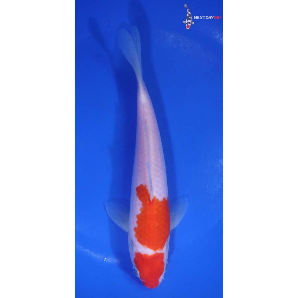 6.5” Imported Kohaku