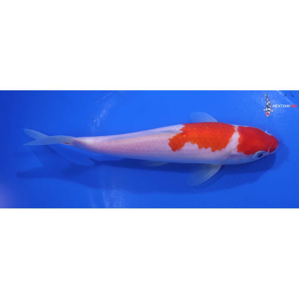 6.5” Imported Kohaku