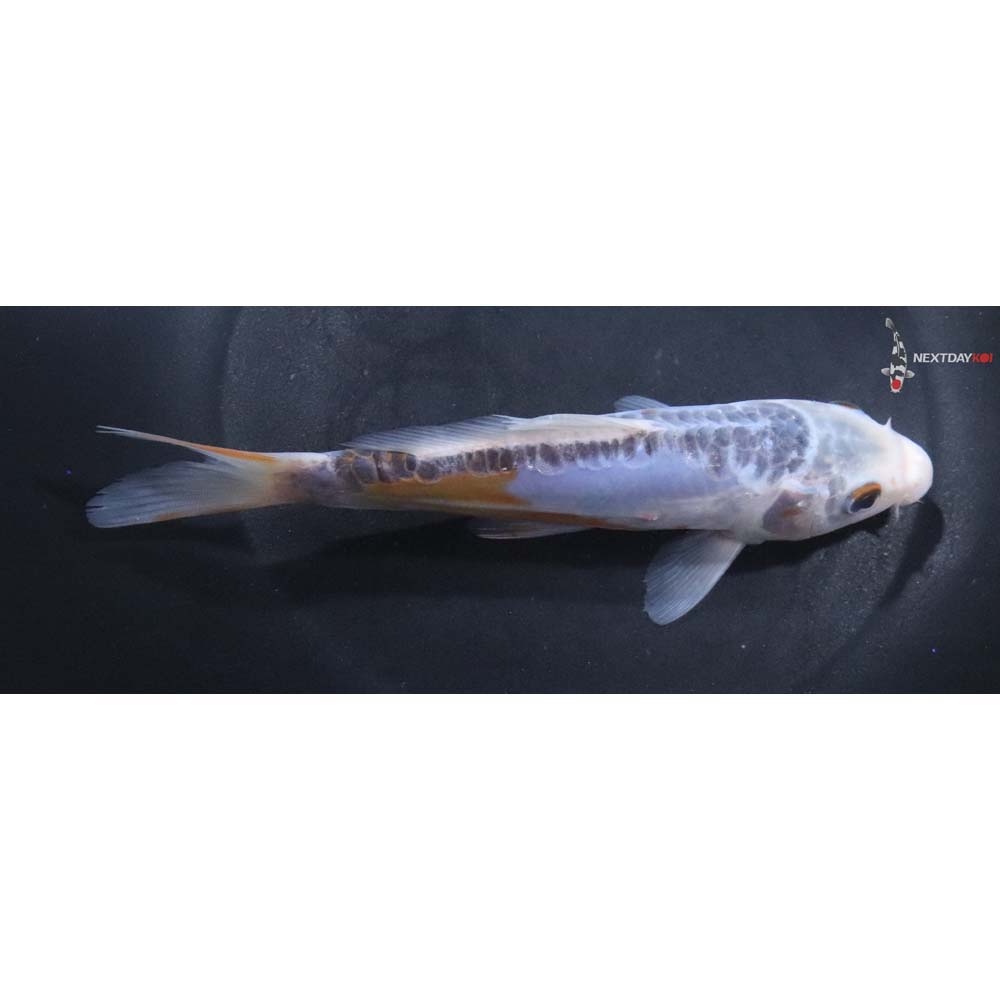 6.5” Imported Shusui
