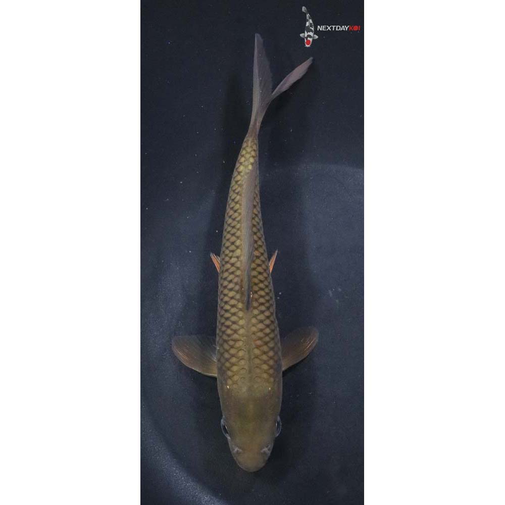 7” Imported Chagoi