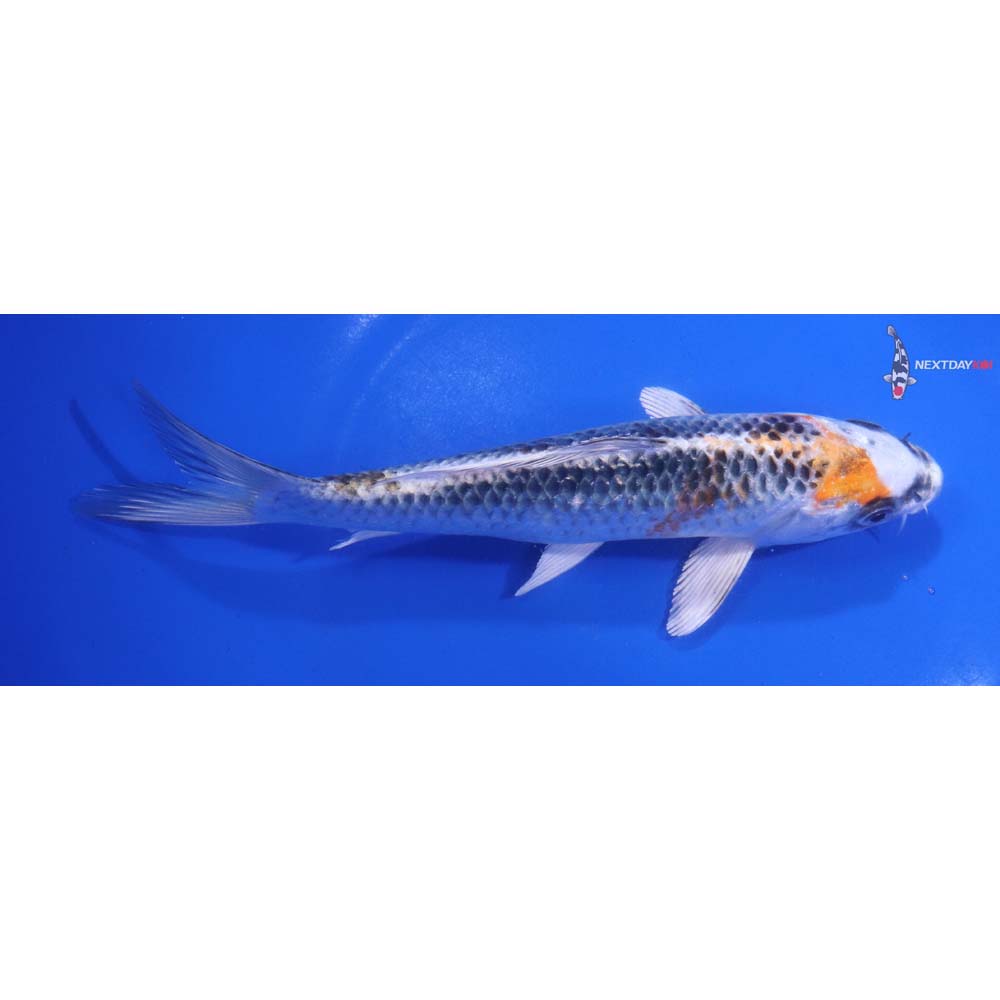 7” Imported Kujaku