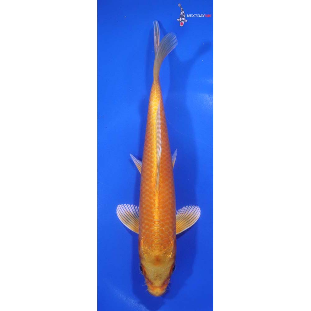 7” Imported Orenji Ogon
