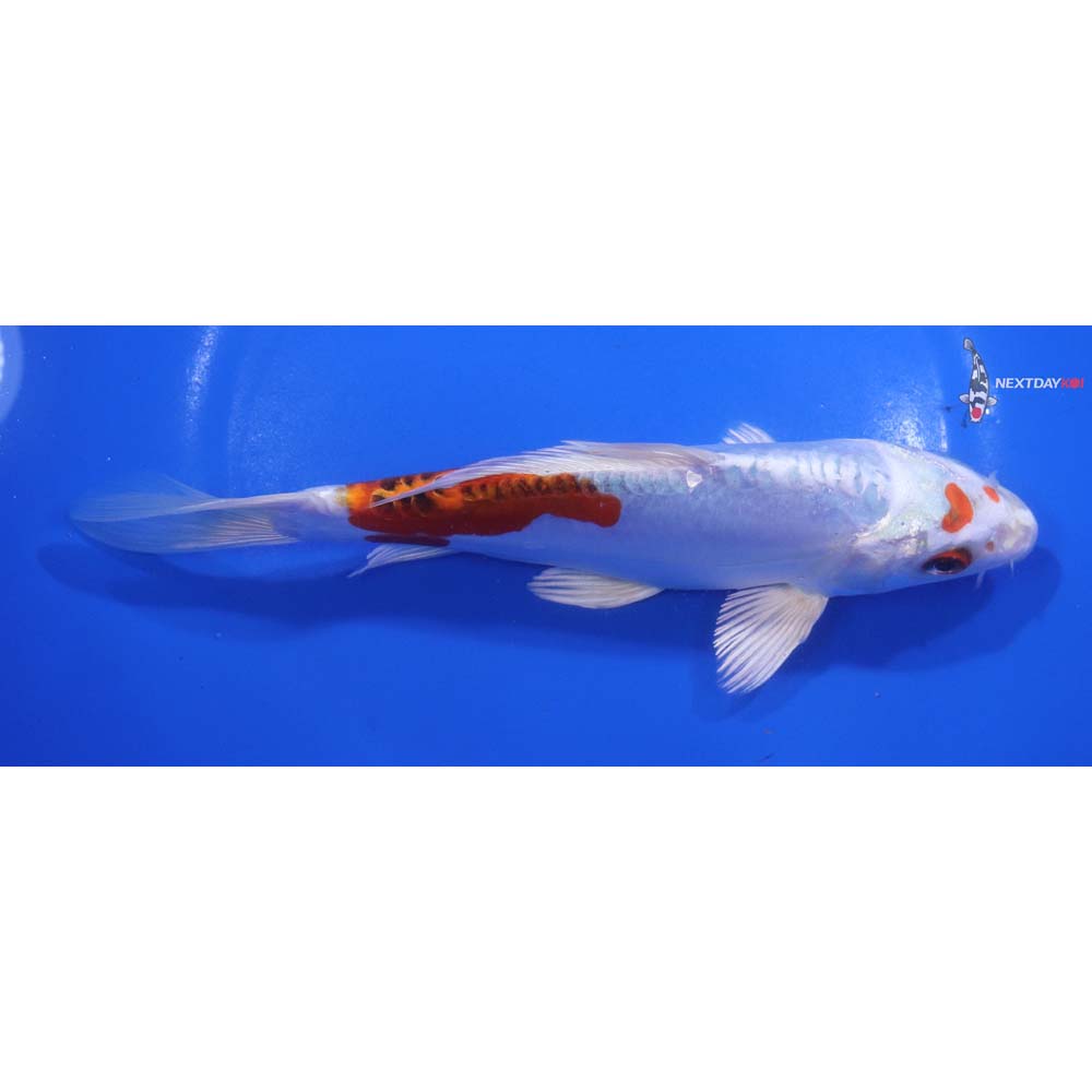 7” Imported Doitsu Kujaku