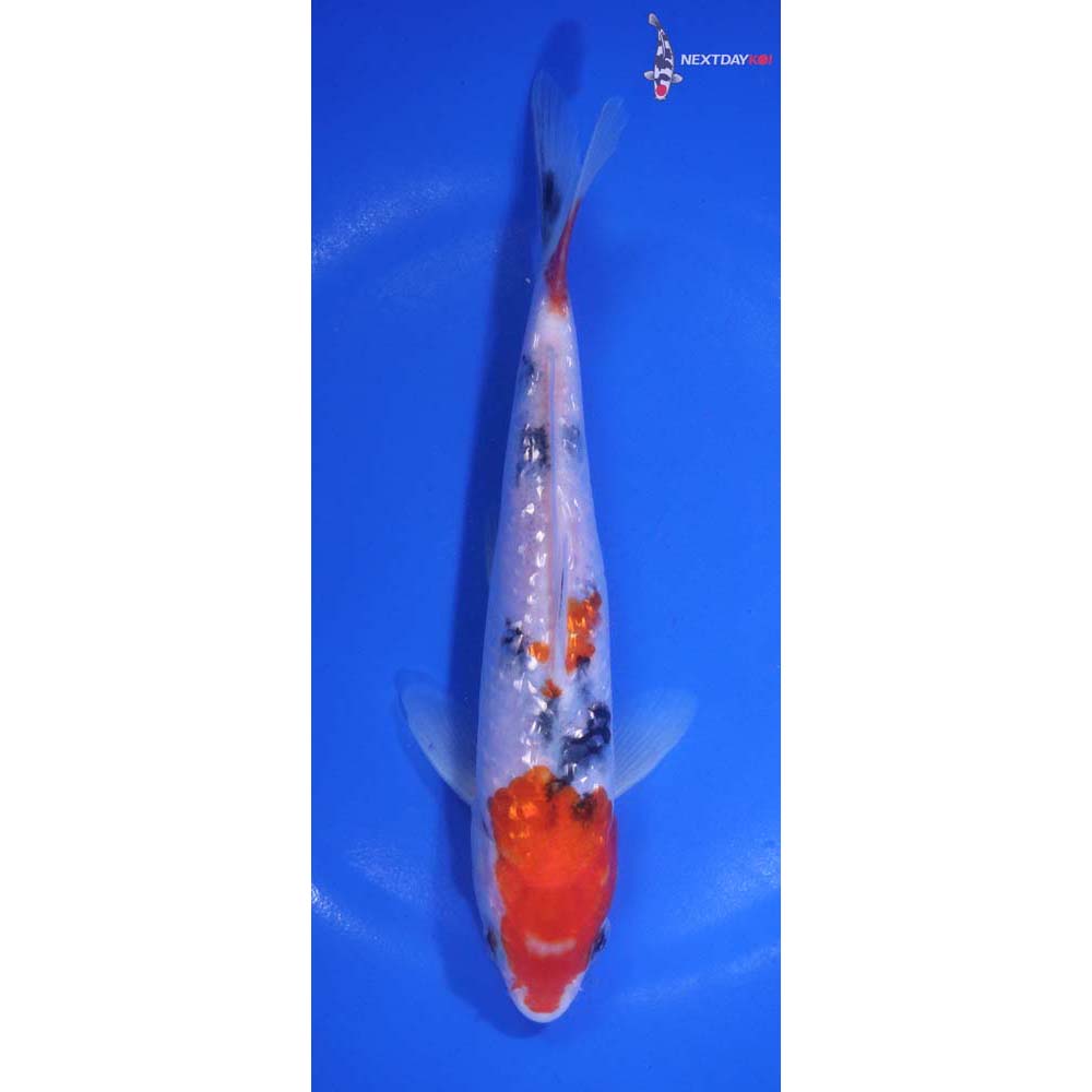 7” Imported Sanke