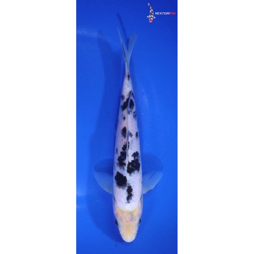 7.5” Imported Shiro Bekko