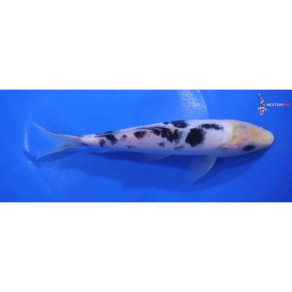 7.5” Imported Shiro Bekko