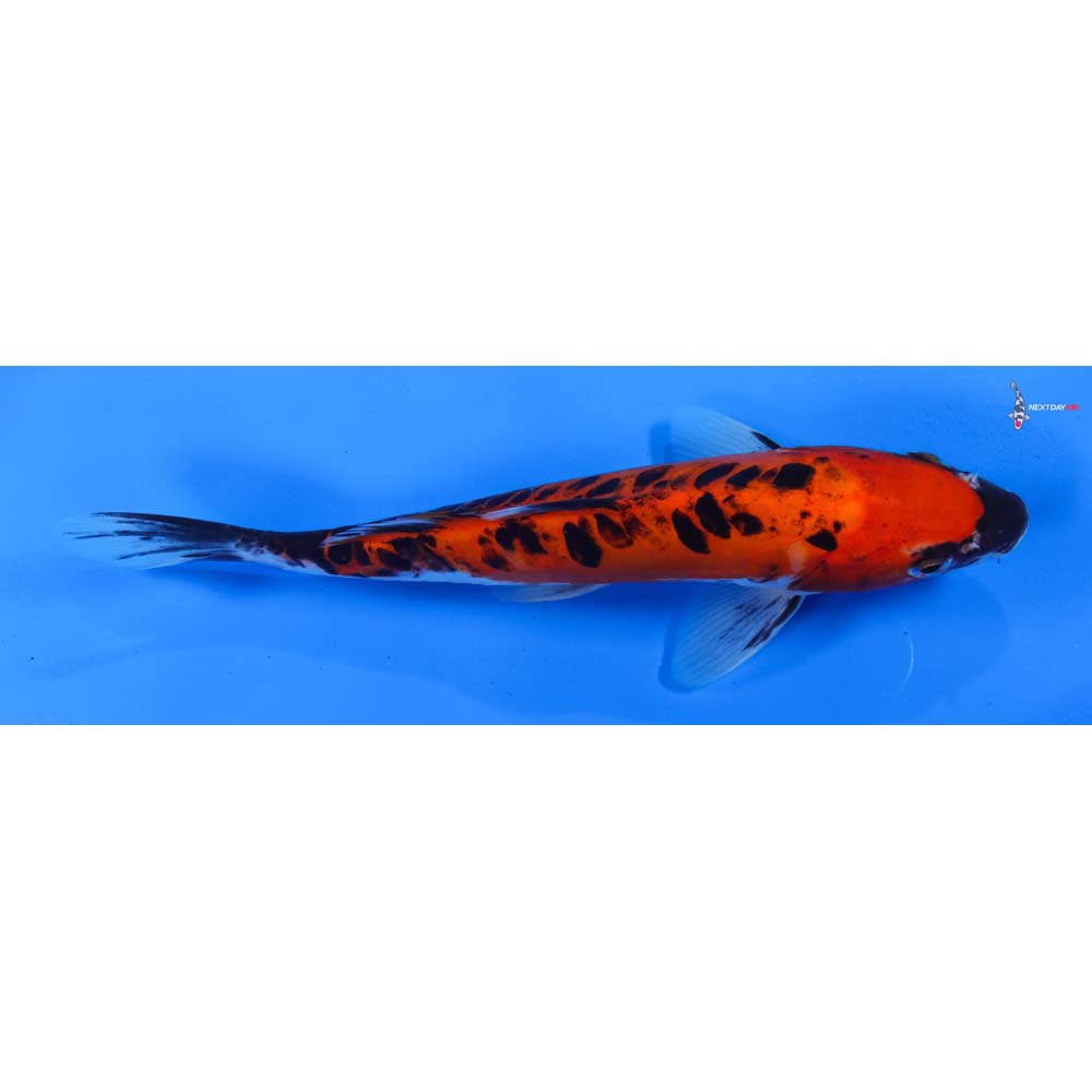 8” Imported Doitsu Goshiki