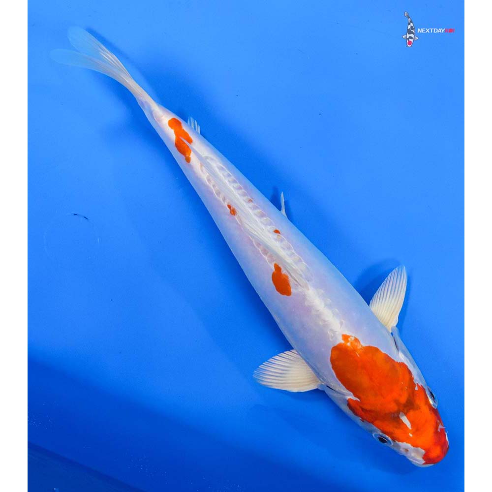 9.5β Imported Kikusui
