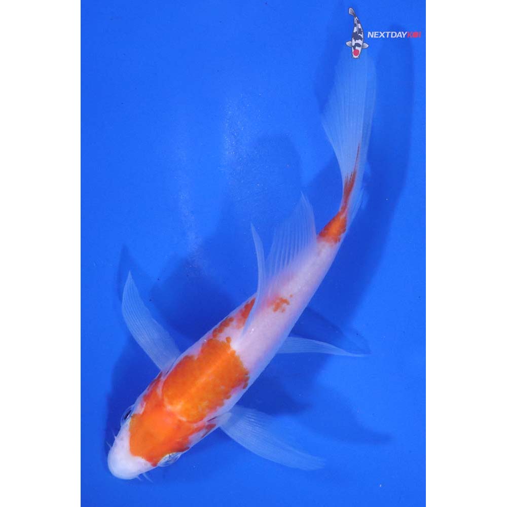 4” Imported Kohaku Butterfly Koi