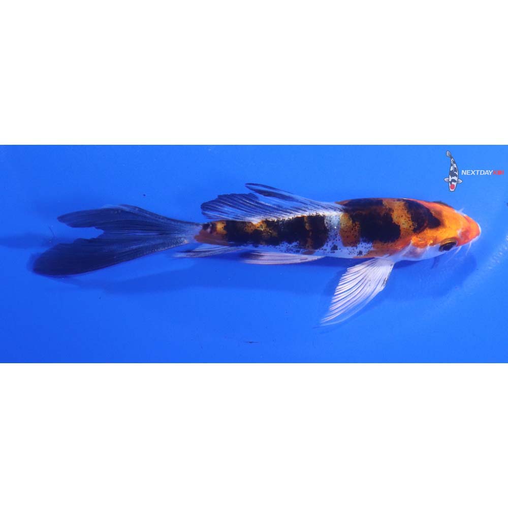 4.5” Imported Heisei Nishiki Butterfly Koi