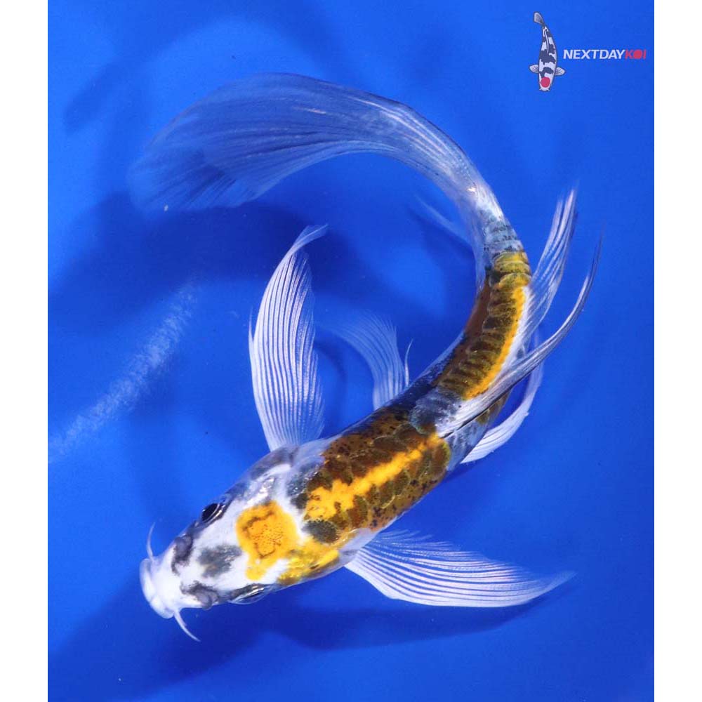 5” Imported Kin Kikokuryu Butterfly Koi