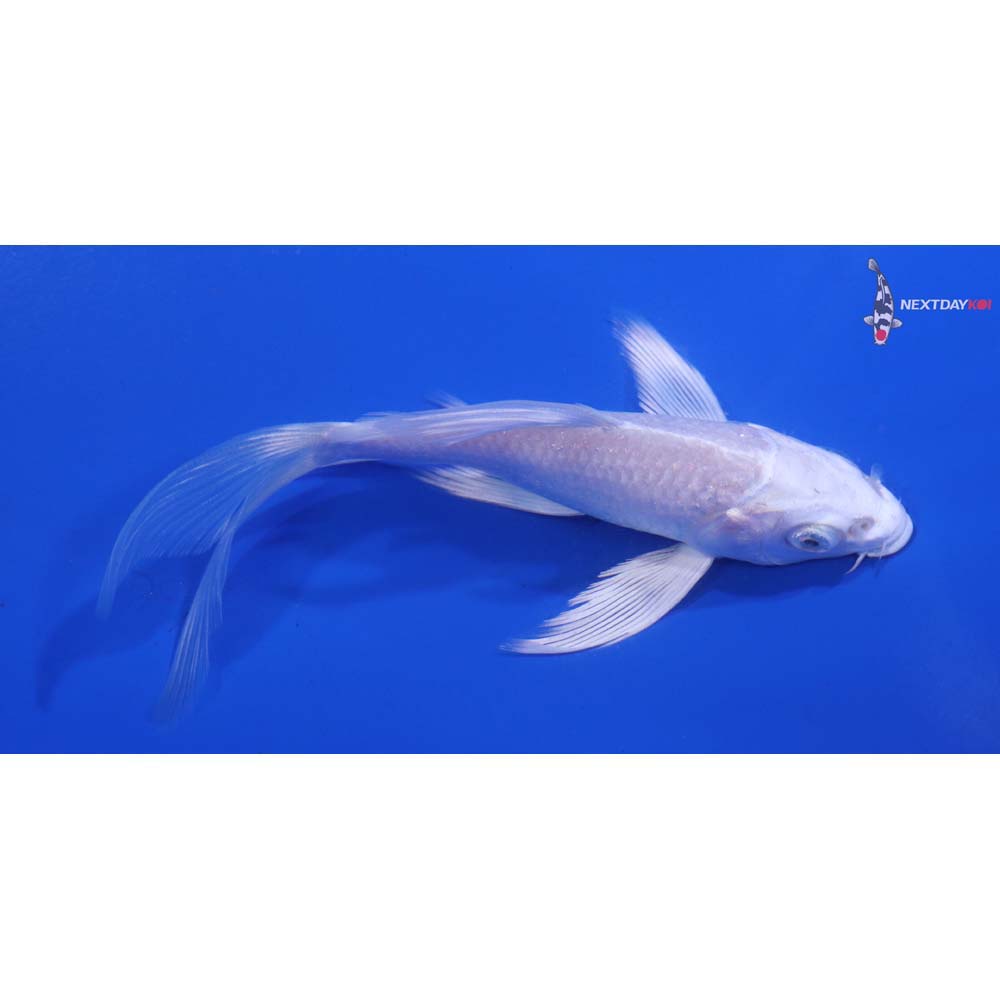 4” Imported Platinum Ogon Butterfly Koi