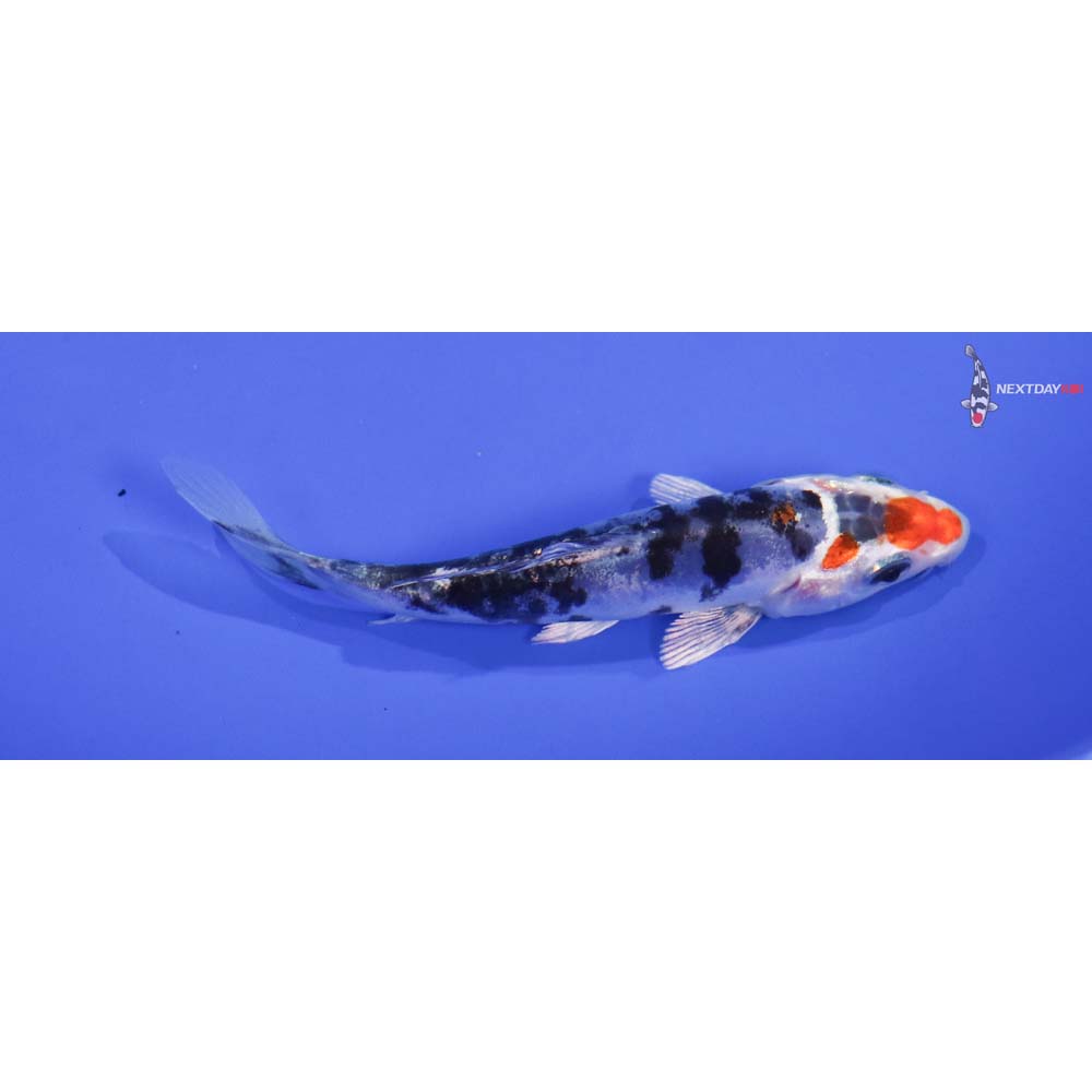 4” Imported Heisei Nishiki