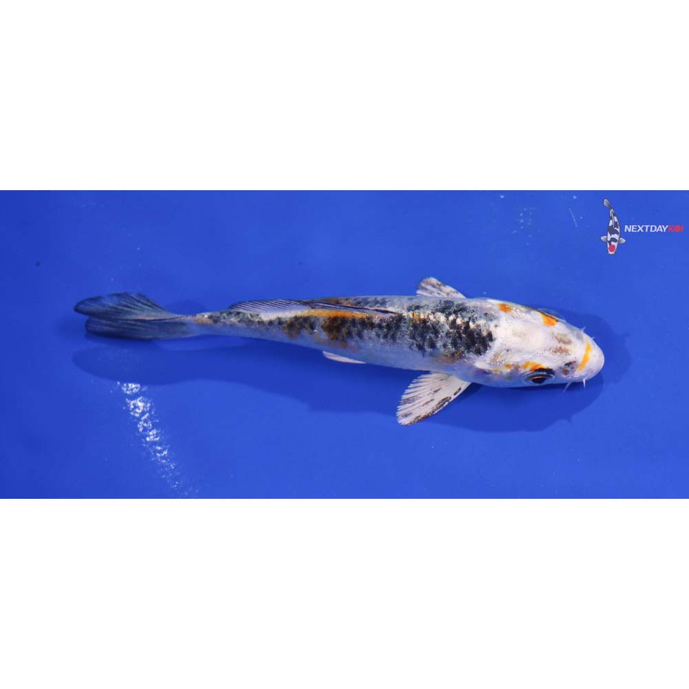 4” Imported Yamato Nishiki