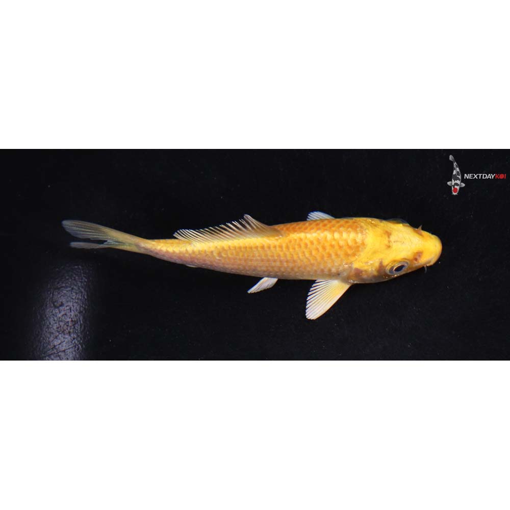 4” Imported Yamabuki Ogon