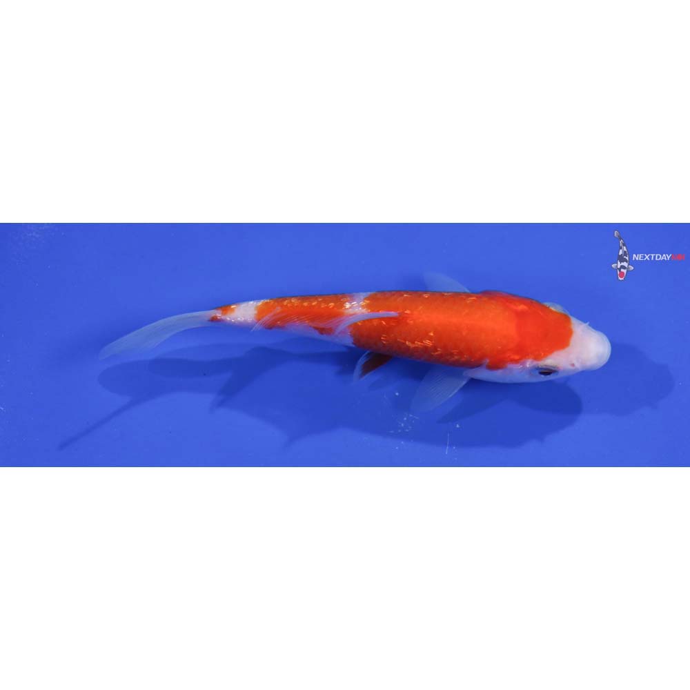 4.5” Imported Gin Rin Kohaku