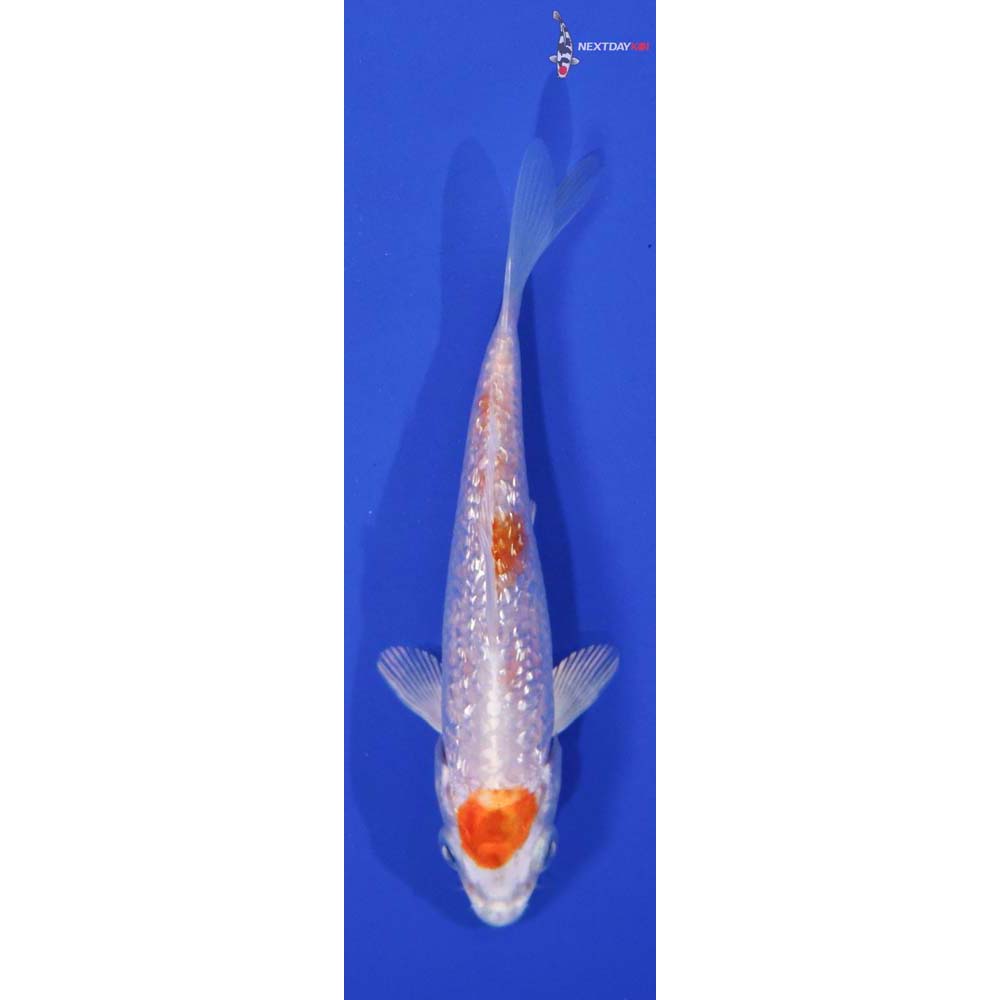 4.5” Imported Gin Rin Hariwake
