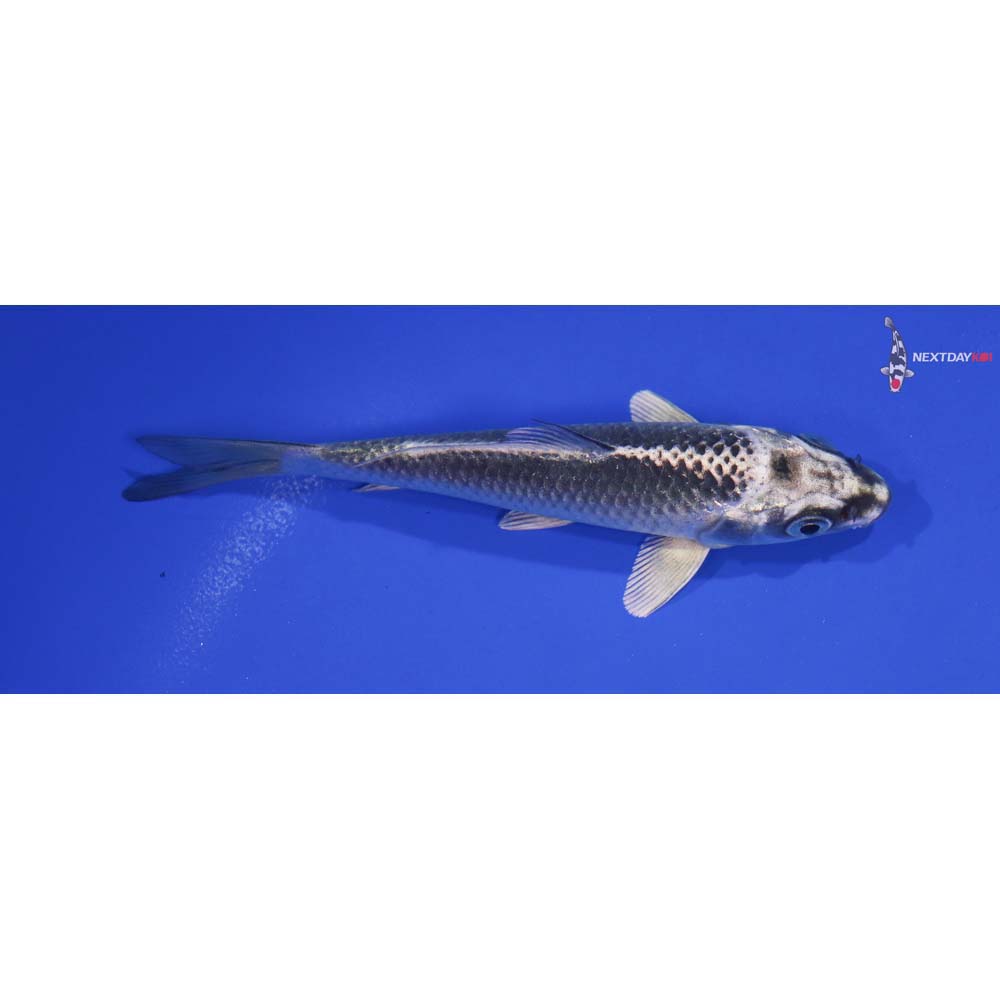 4.5” Imported Gin Matsuba