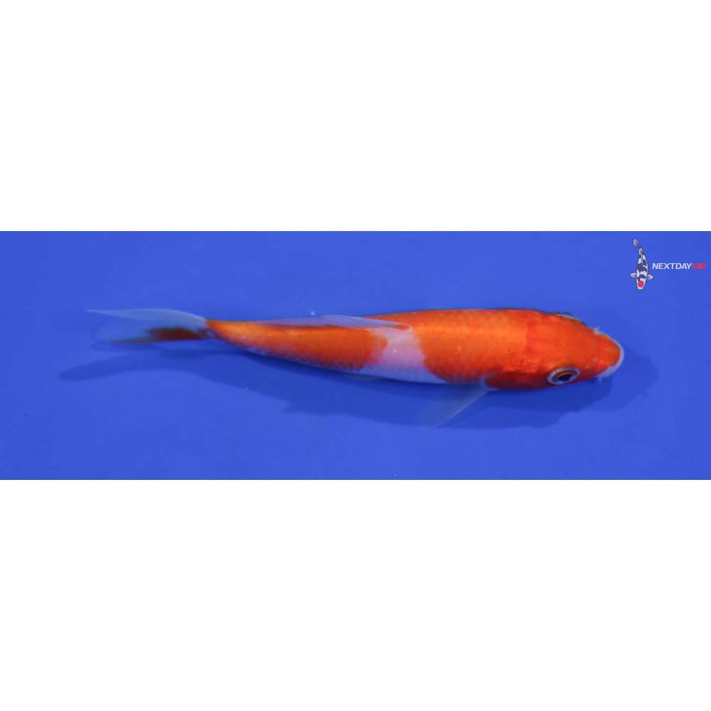 4.5” Imported Kohaku