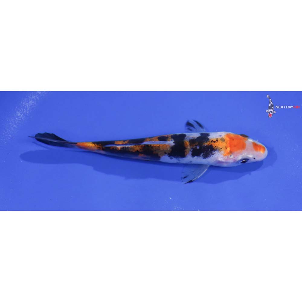 4.5” Imported Sanke
