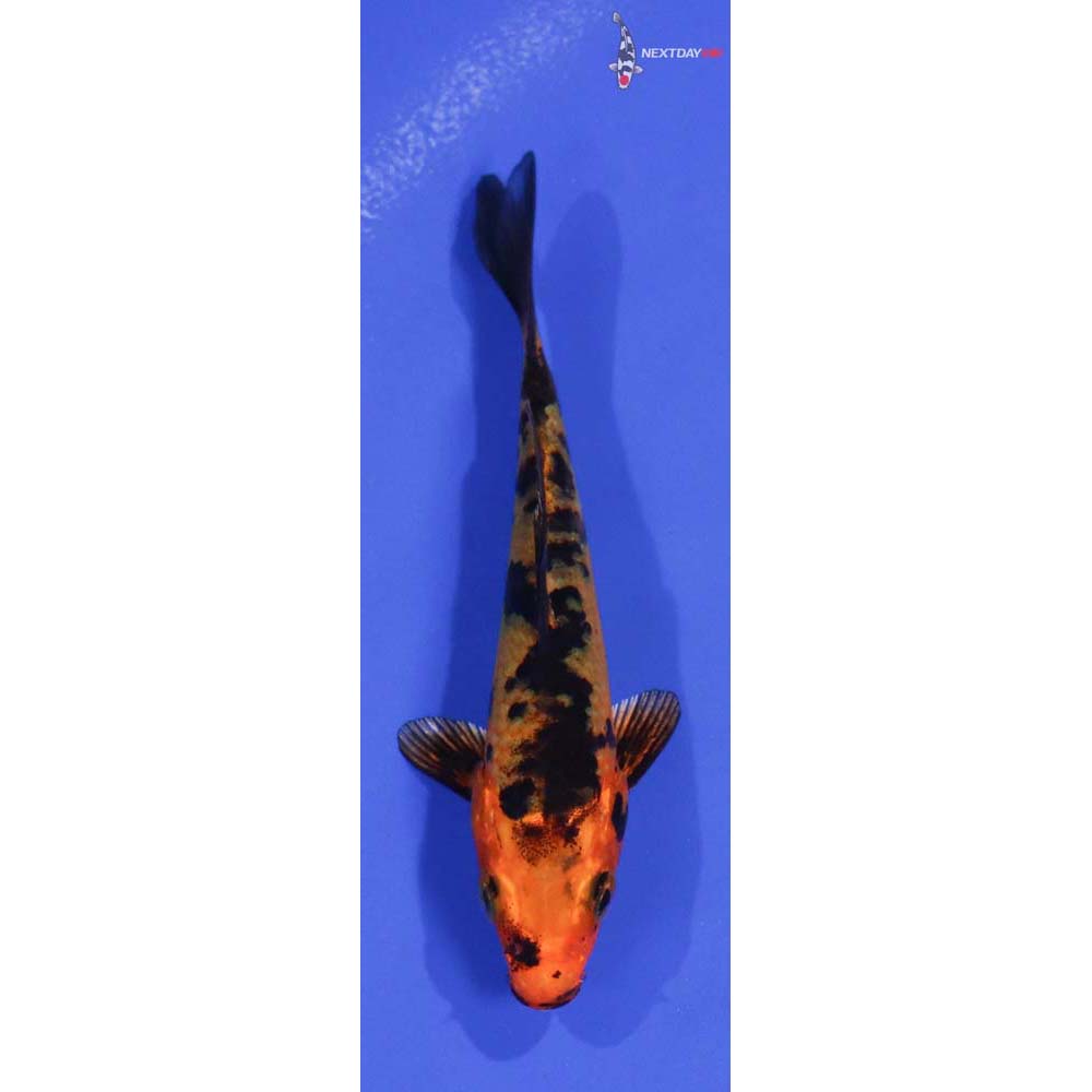 3.5” Imported Kin Aka Bekko