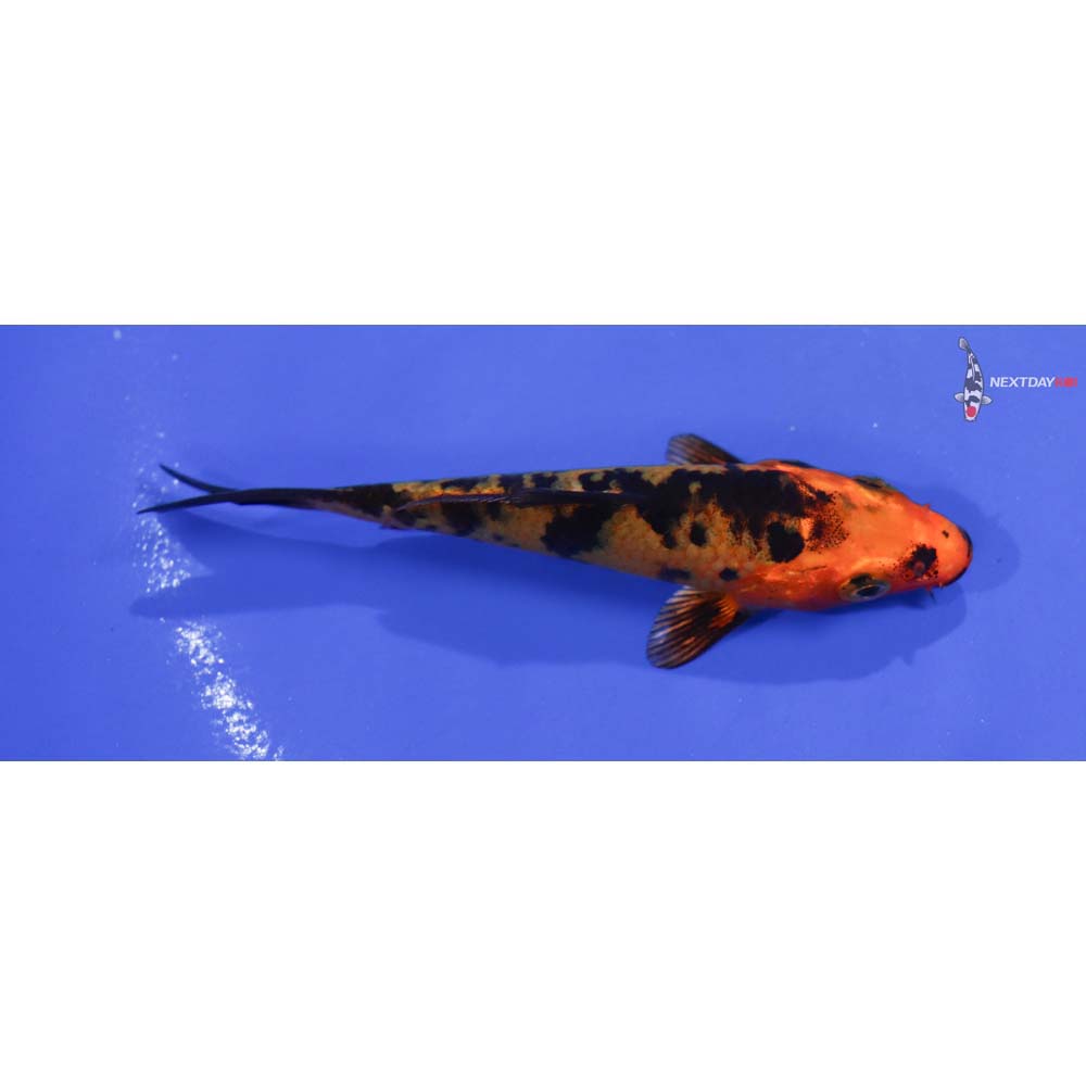 3.5” Imported Kin Aka Bekko