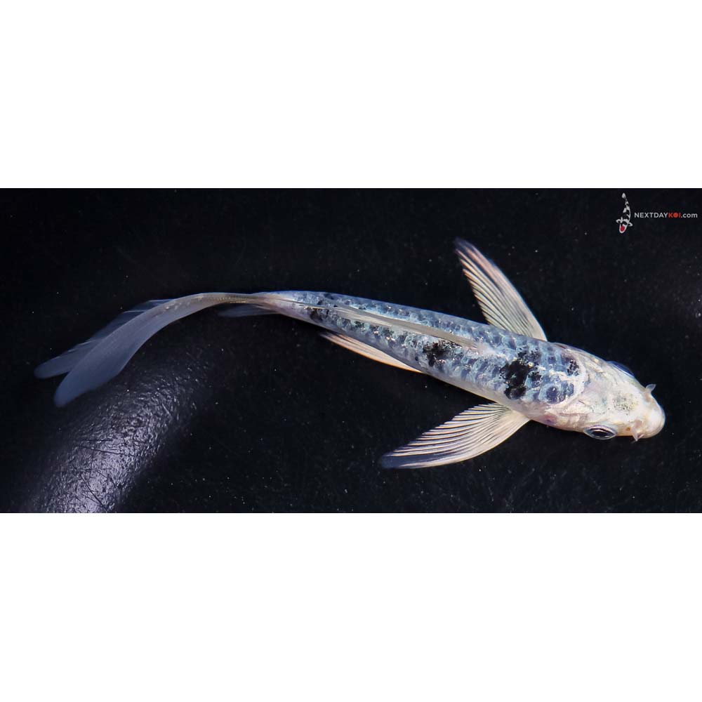 4.5” Imported Armor Scaled Blue Gin Shiro Bekko Butterfly Koi