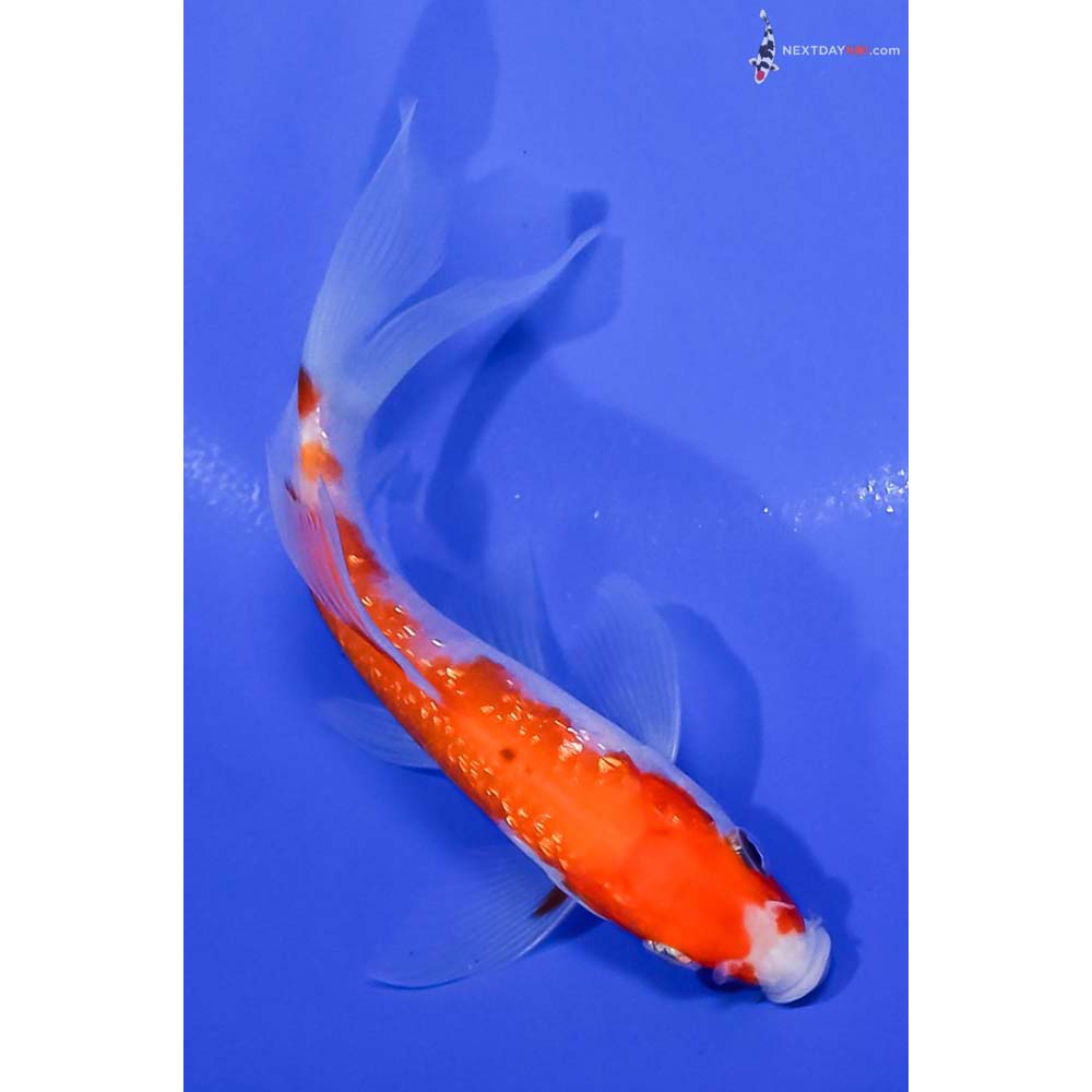 4.5” Imported Gin Rin Kohaku Butterfly Koi