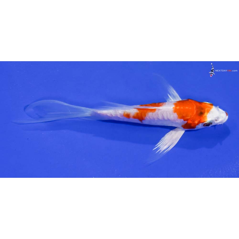 4.5” Imported Kikusui Butterfly Koi