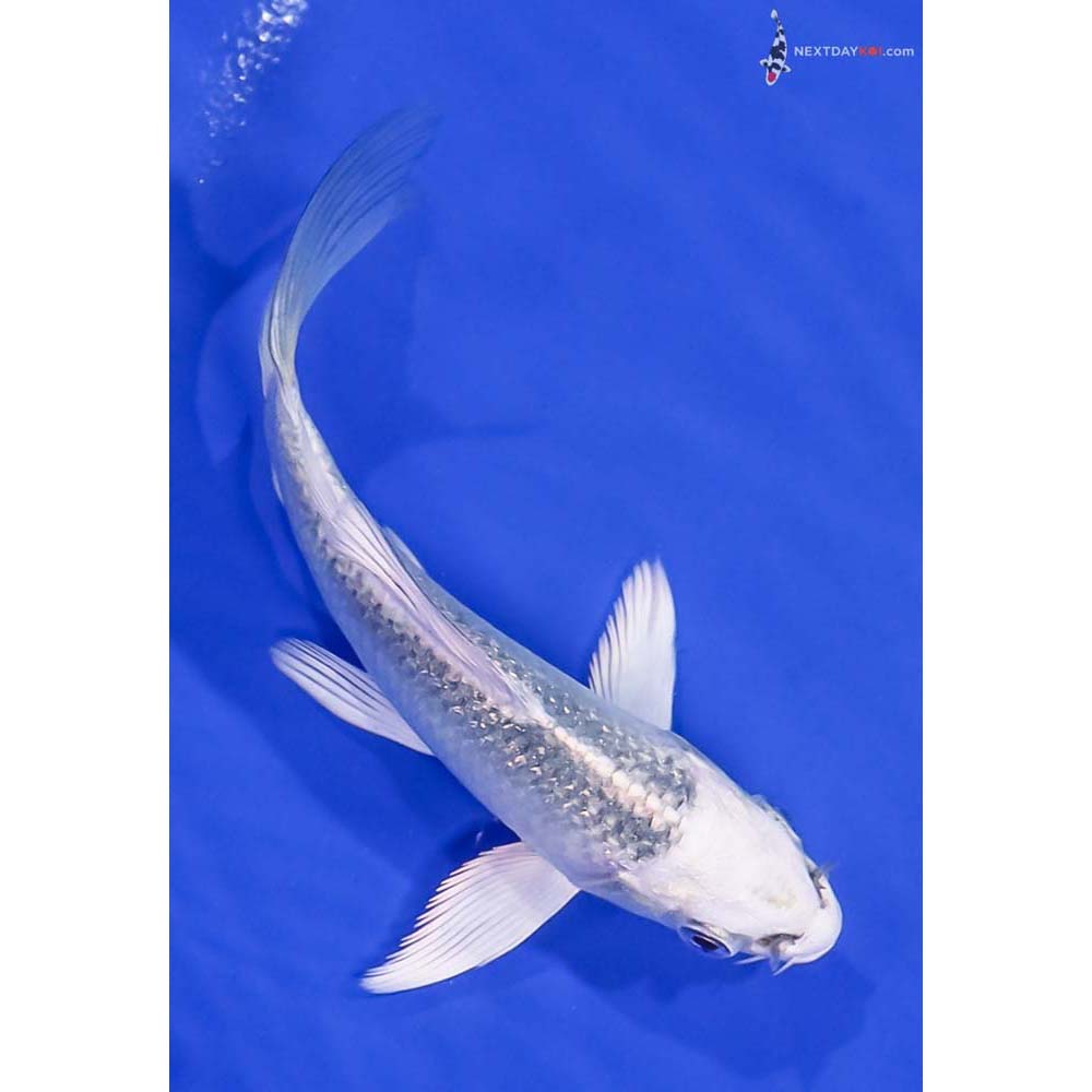 4.5” Imported Gin Matsuba Butterfly Koi