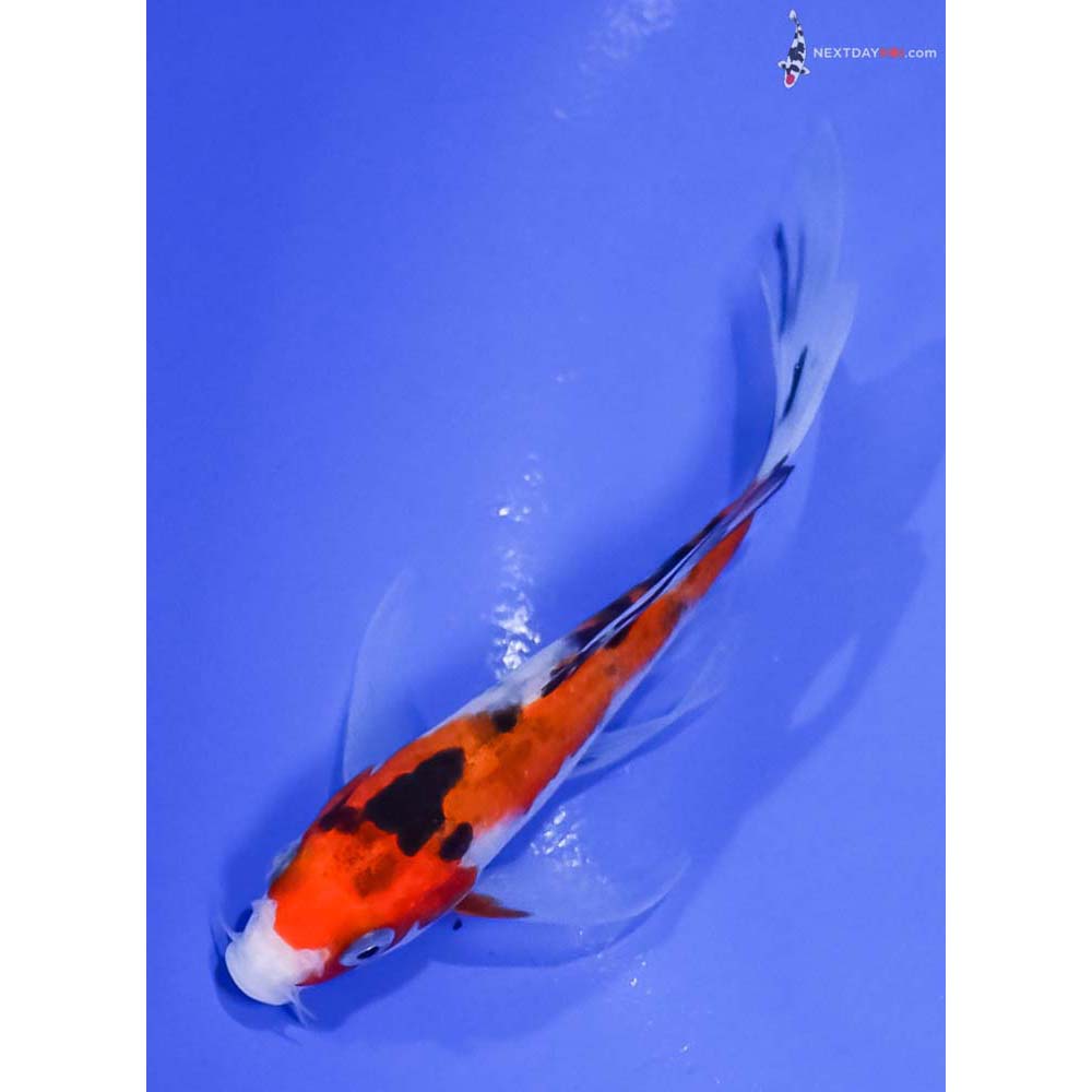 4.5” Imported Aka Sanke Butterfly Koi