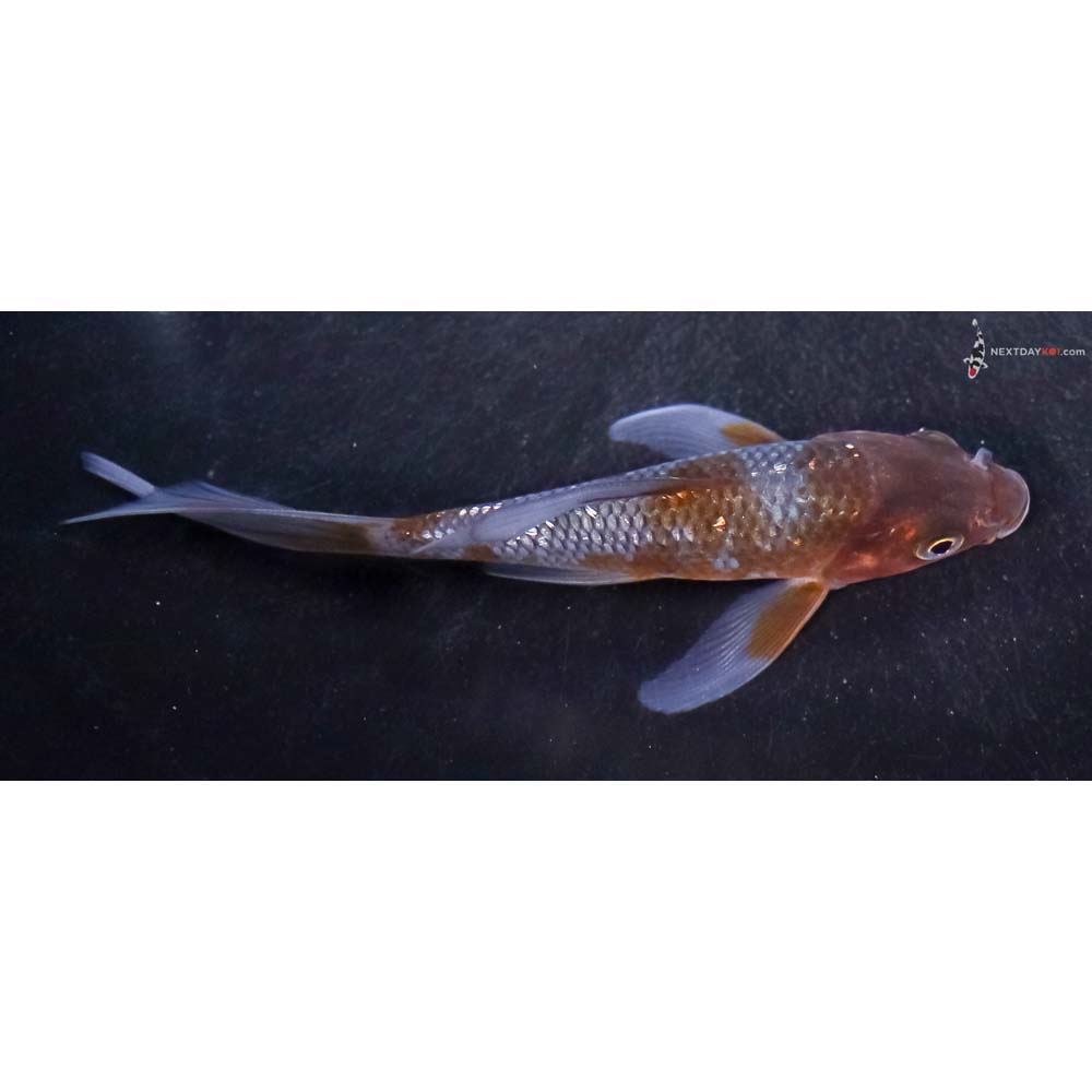 4.5” Imported Ochiba Shigure Butterfly Koi