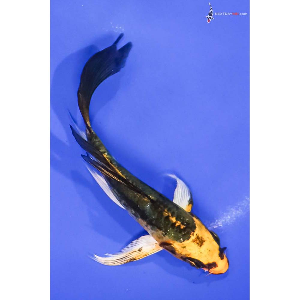 5” Imported Kin Kikokuryu Butterfly Koi