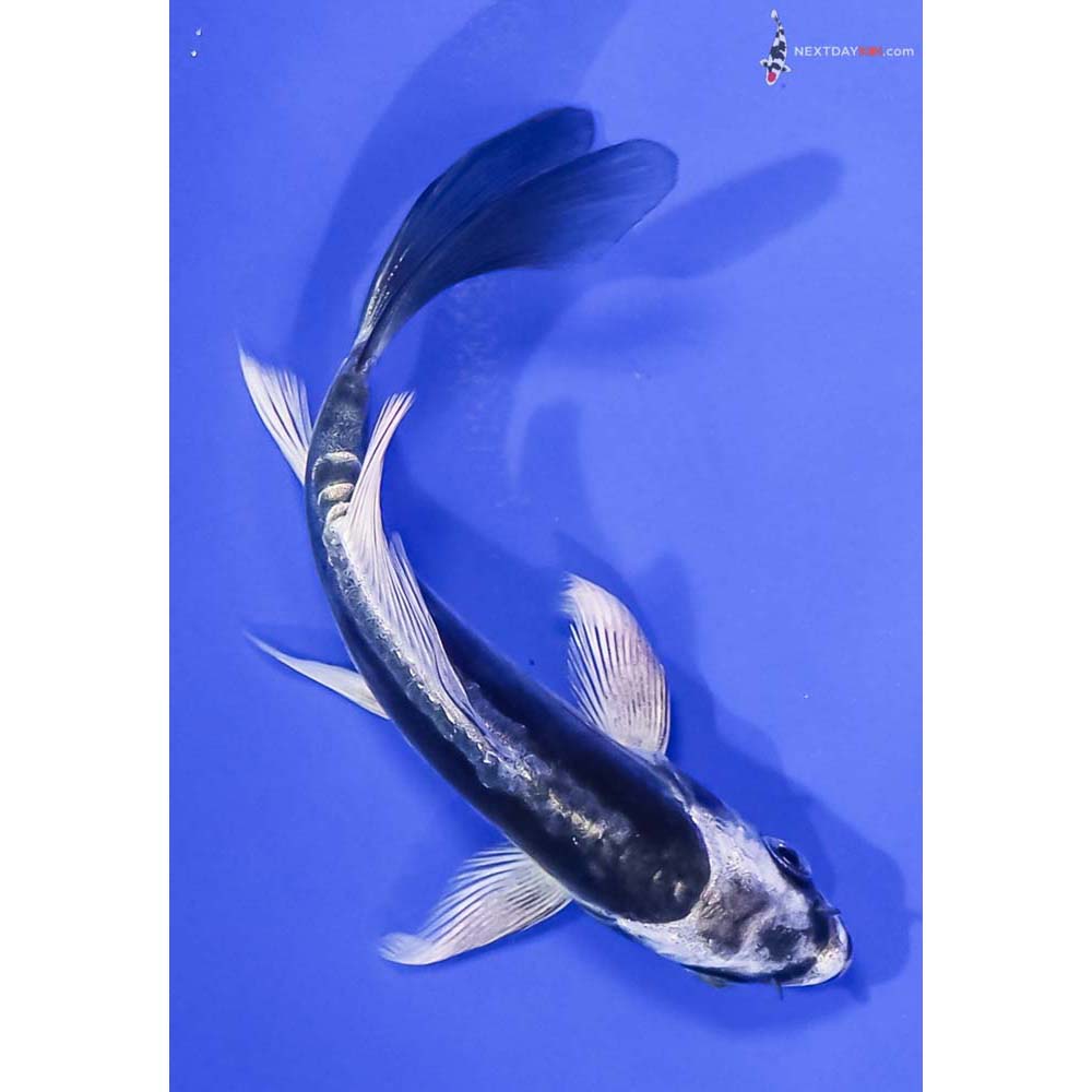 4.5” Imported Kikokuryu Butterfly Koi